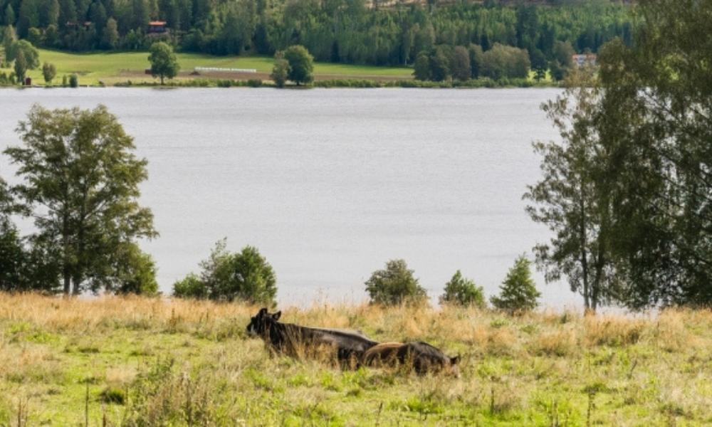 Kor på betesmark nära en sjö med omgivande skogar och landsbygd i bakgrunden, en lugn svensk naturmiljö